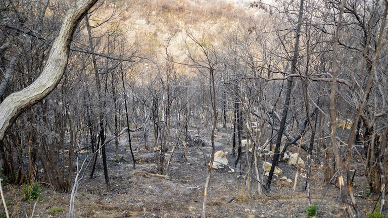 Incendies de forêt dans trois pays européens : un coût socio-économique estimé à environ 560 milliards de yens (3,1 milliards d’euros)