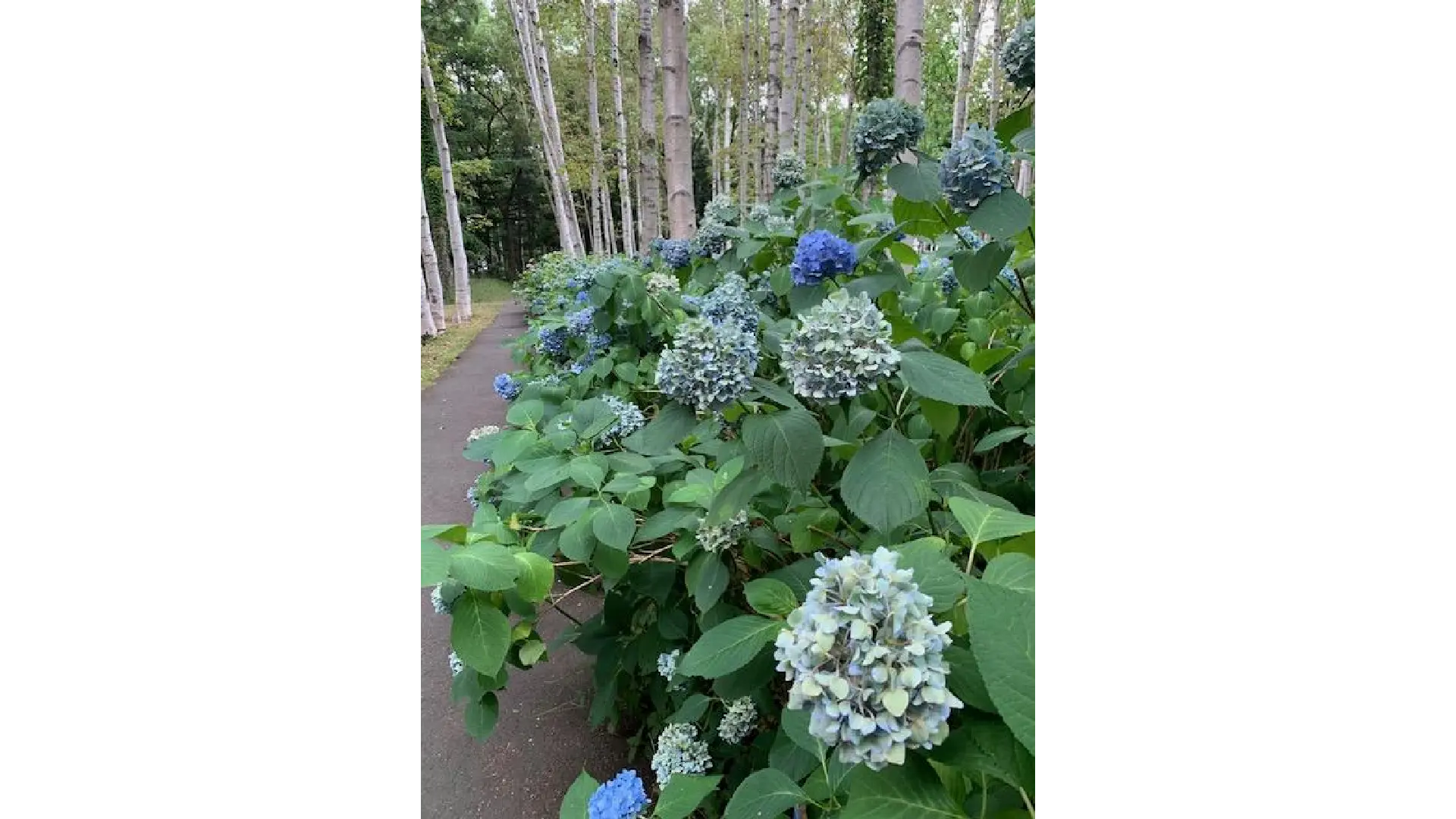 豊平公園(白樺林のアジサイ)のあじさい見頃情報 - ウェザーニュース