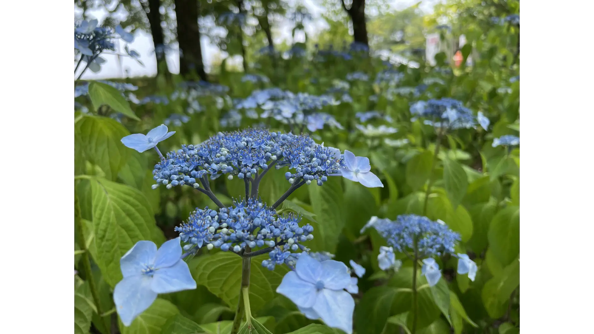 あづま総合運動公園のあじさい見頃情報 - ウェザーニュース