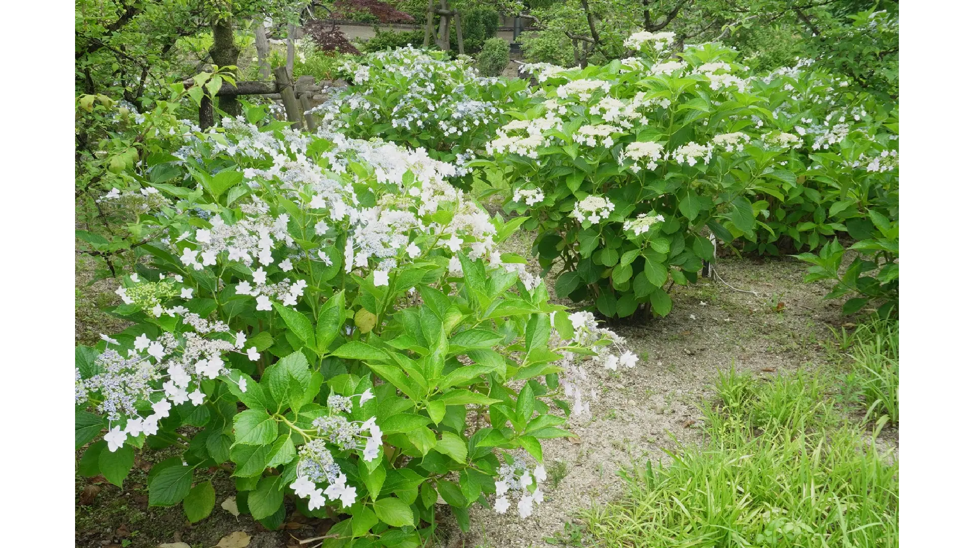 安城産業文化公園デンパークのあじさい見頃情報 - ウェザーニュース