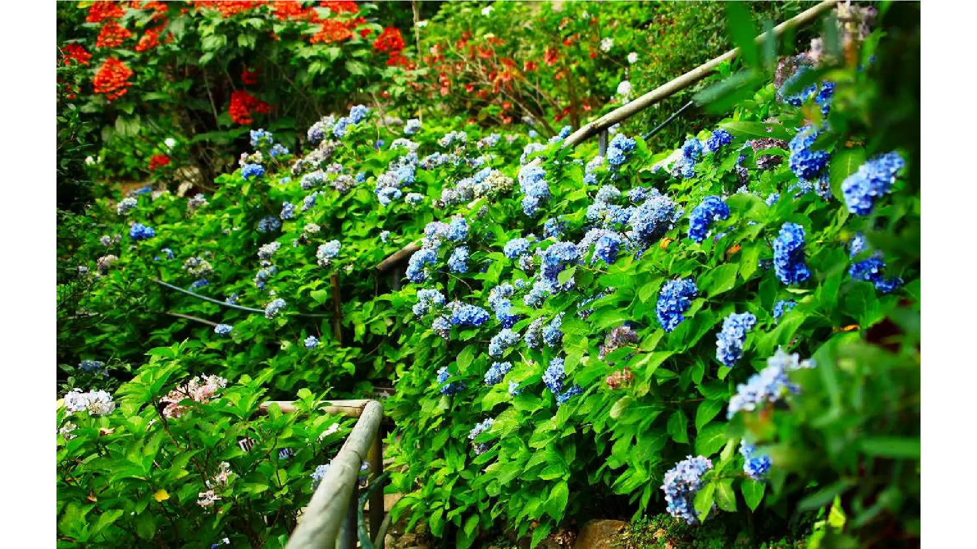 よへなあじさい園のあじさい見頃情報 - ウェザーニュース