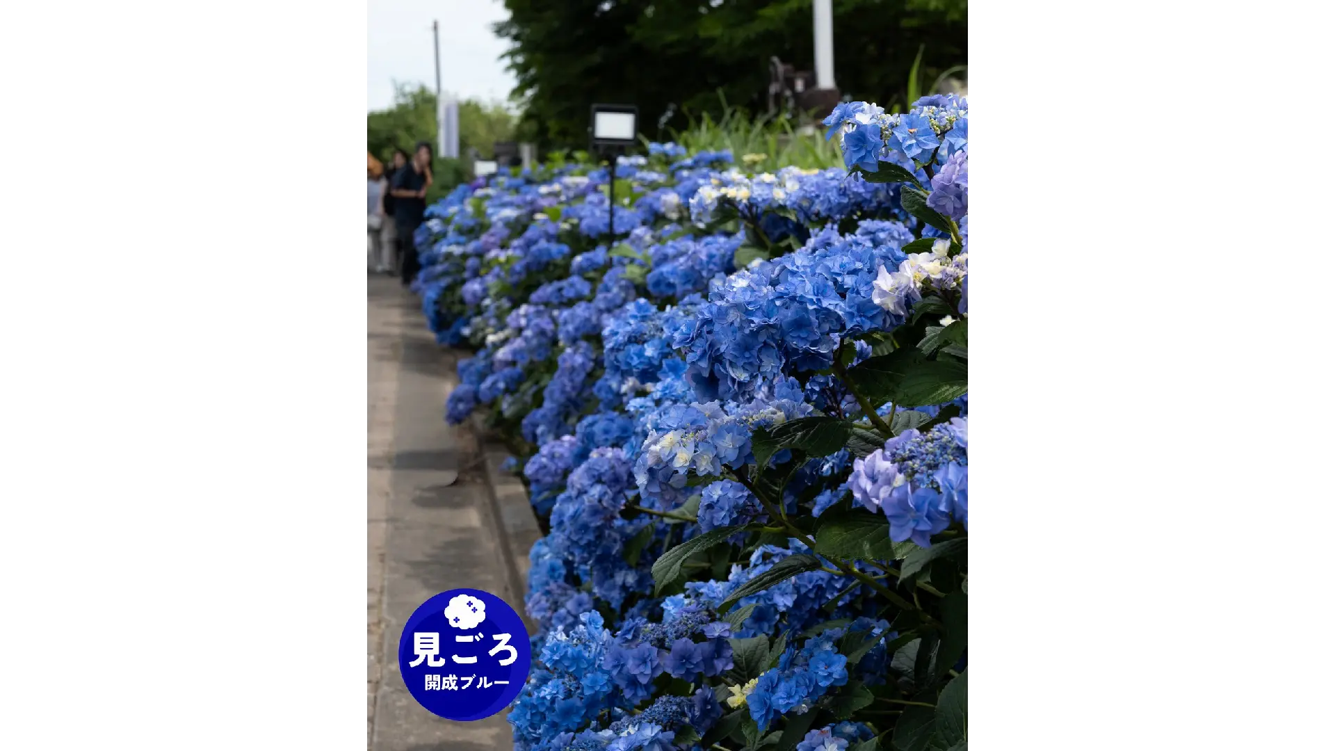 開成町「あじさいの里」のあじさい見頃情報 - ウェザーニュース
