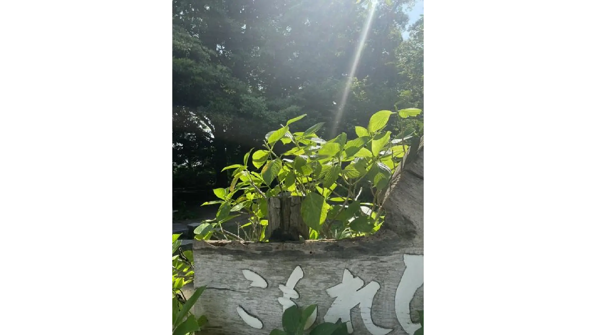 葛原岡神社のあじさい見頃情報 - ウェザーニュース