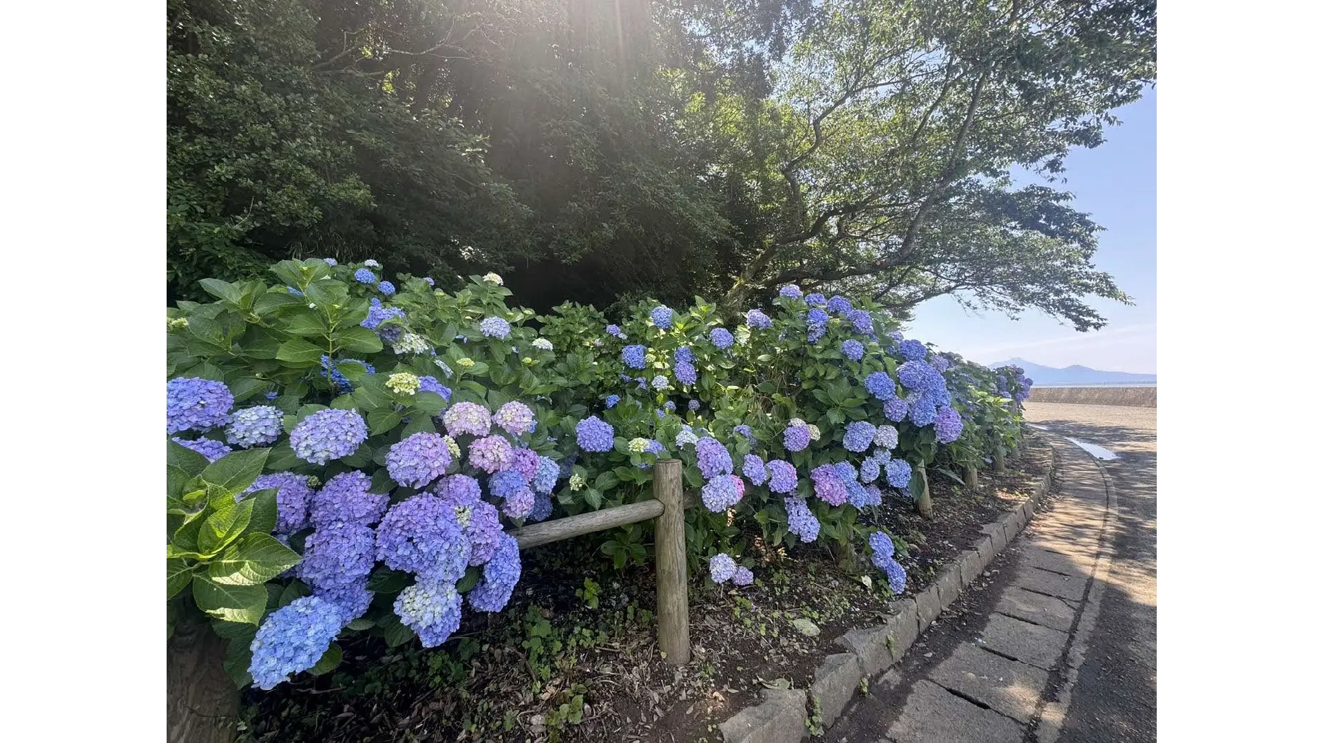 住吉自然公園のあじさい見頃情報 - ウェザーニュース