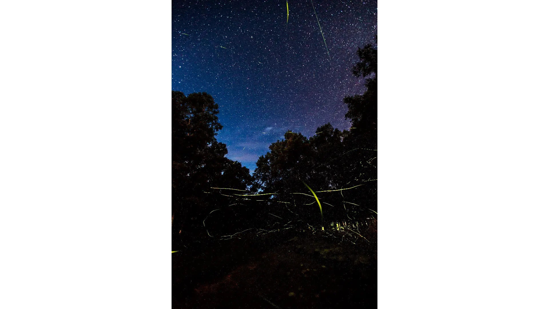 沼田町ほたるの里の蛍情報【2025】- ウェザーニュース