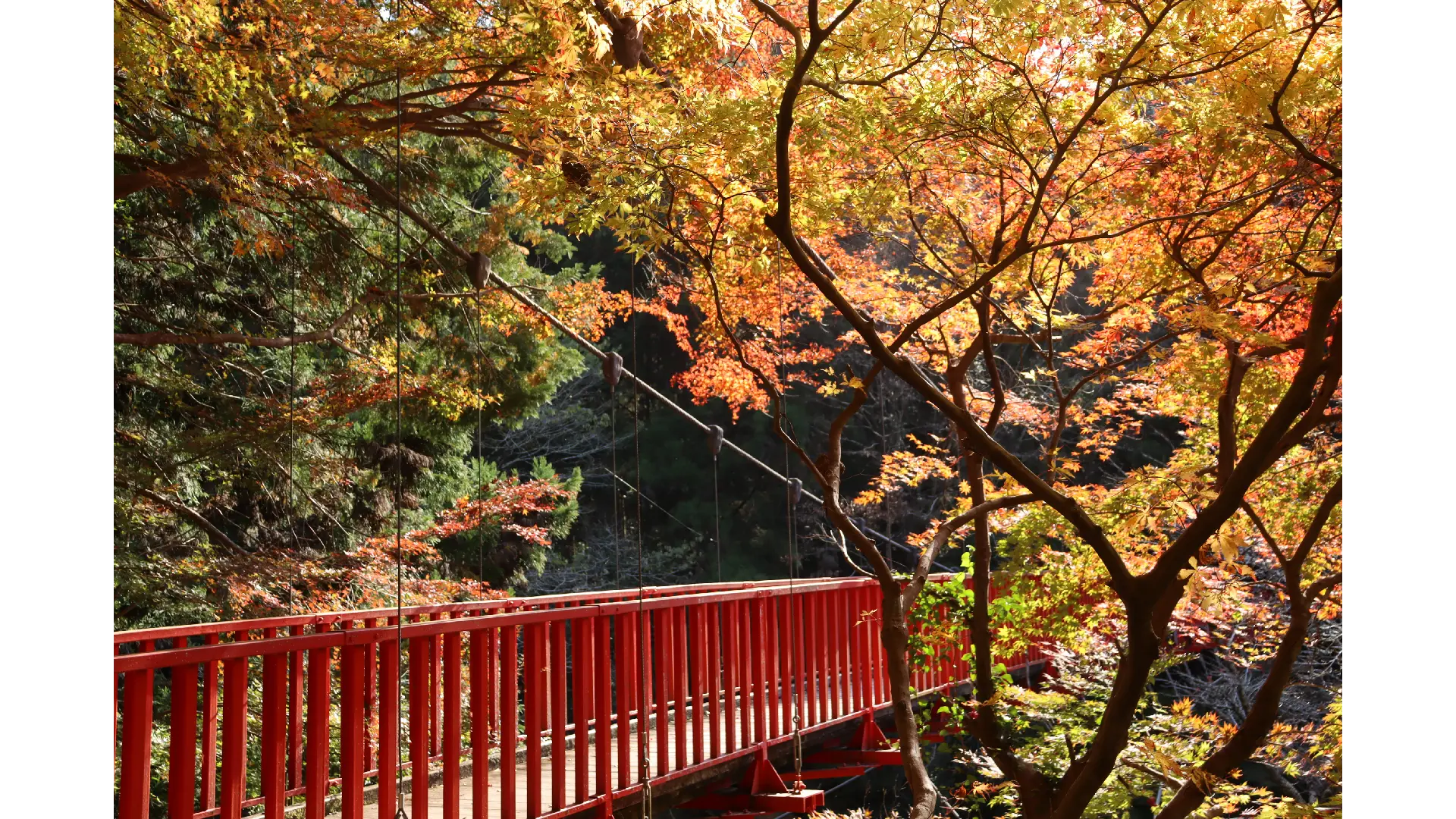 王滝渓谷(aichi)の紅葉見頃情報 - 紅葉Ch. | dメニュー天気