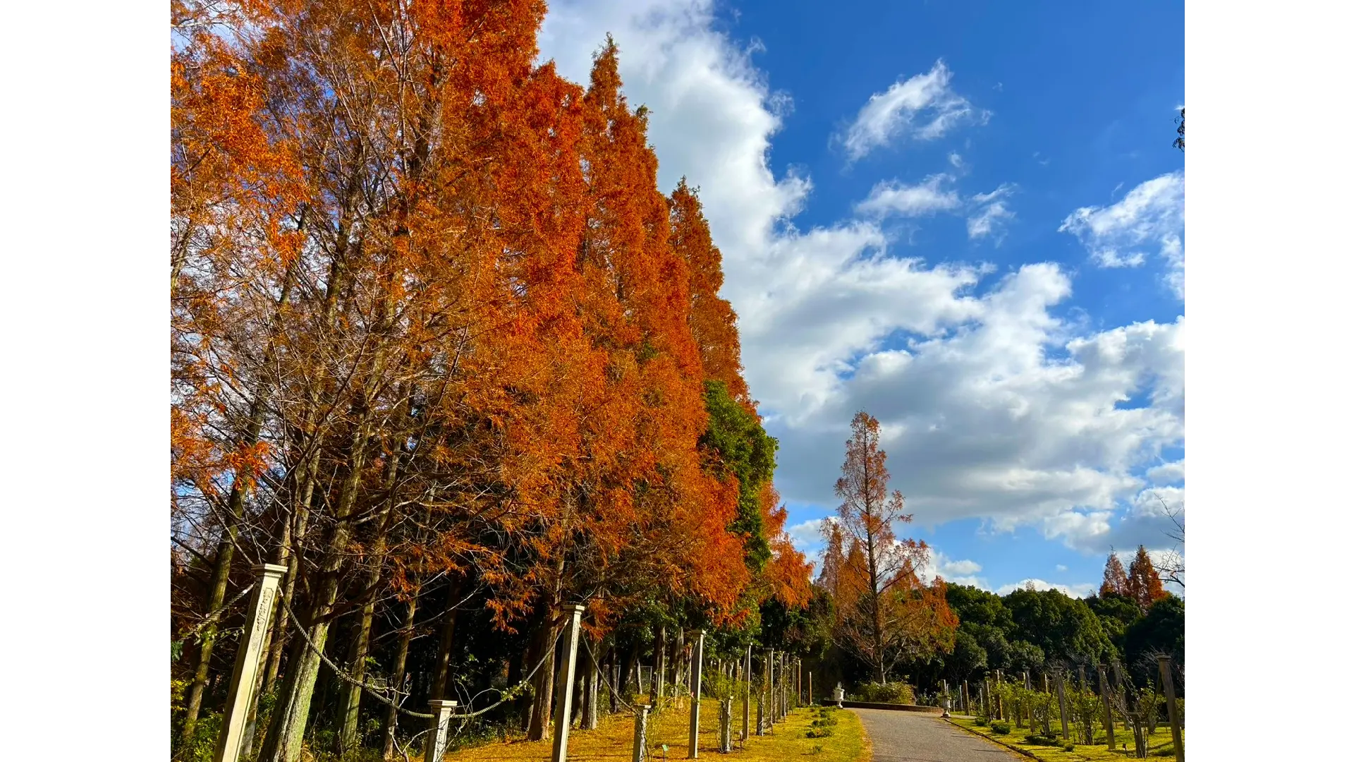 蜻蛉池公園(osaka)の紅葉見頃情報 - 紅葉Ch. | dメニュー天気