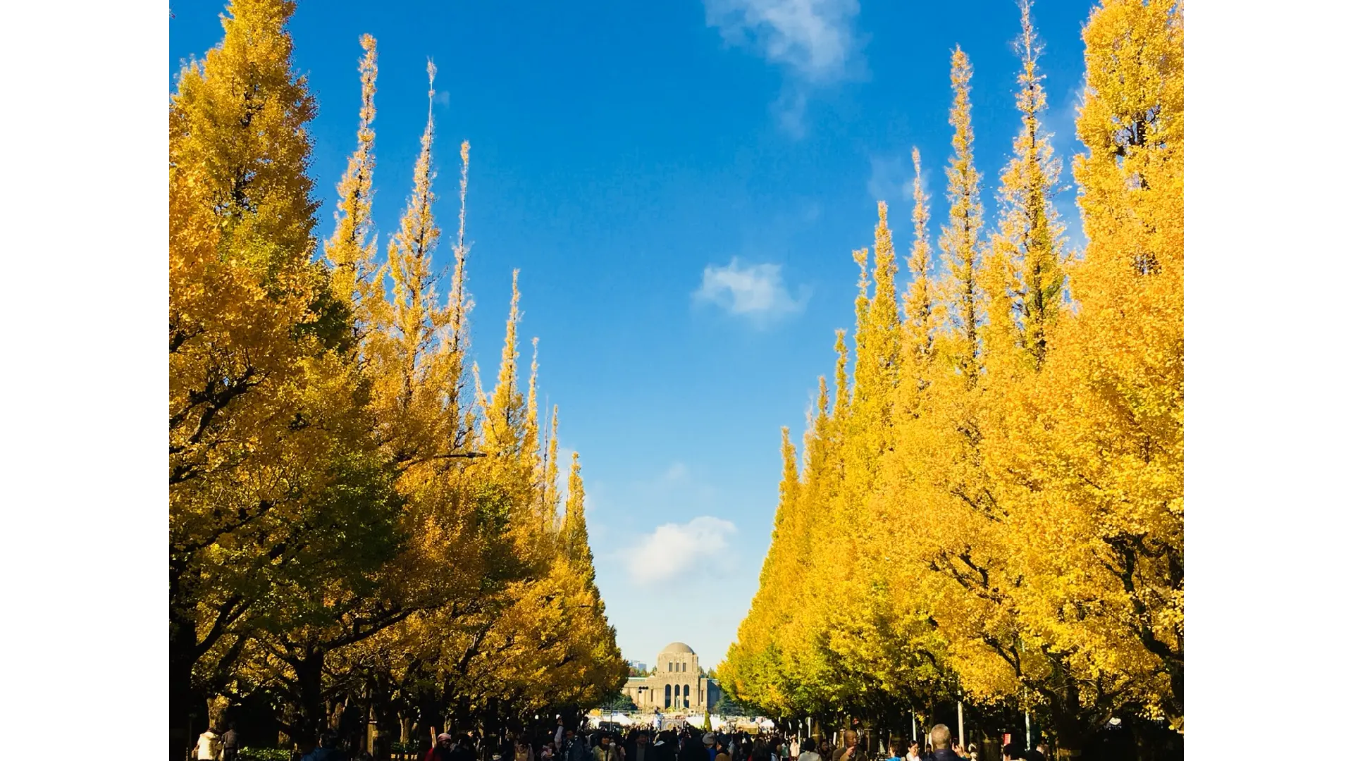 秋の銀杏並木』 明治神宮外苑いちょう並木の紅葉情報【2024