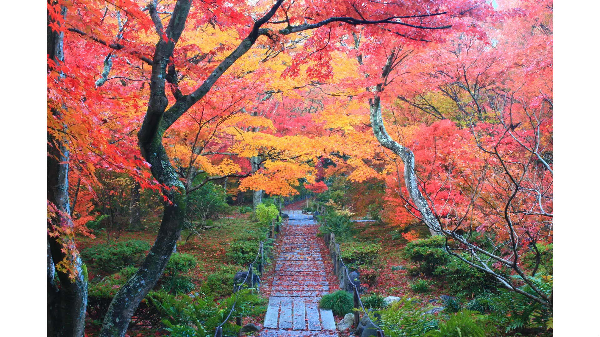 嵐が丘 宝筐院(嵯峨野)の紅葉情報【2024】 - ウェザーニュース