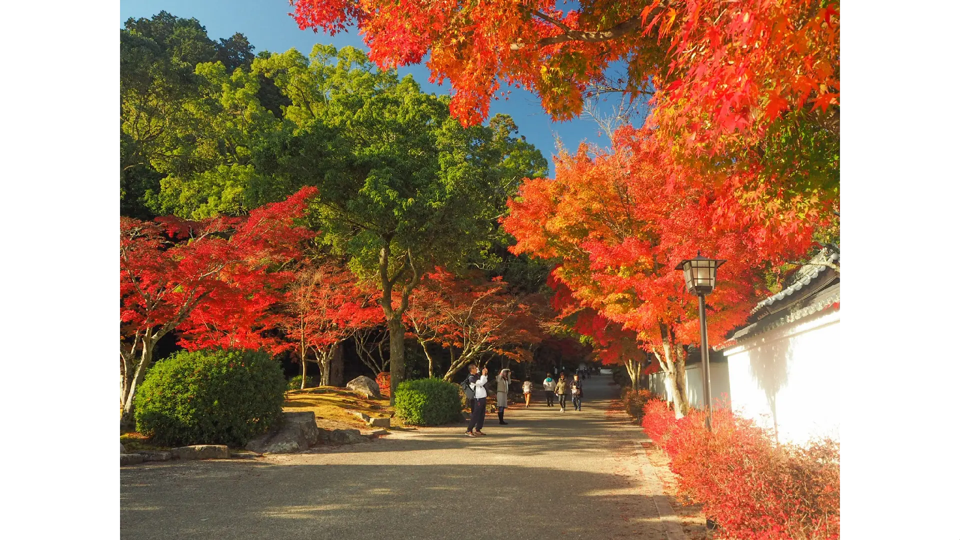 紅葉ページ 紅葉谷公園の紅葉(山口県) ｜紅葉名所2024