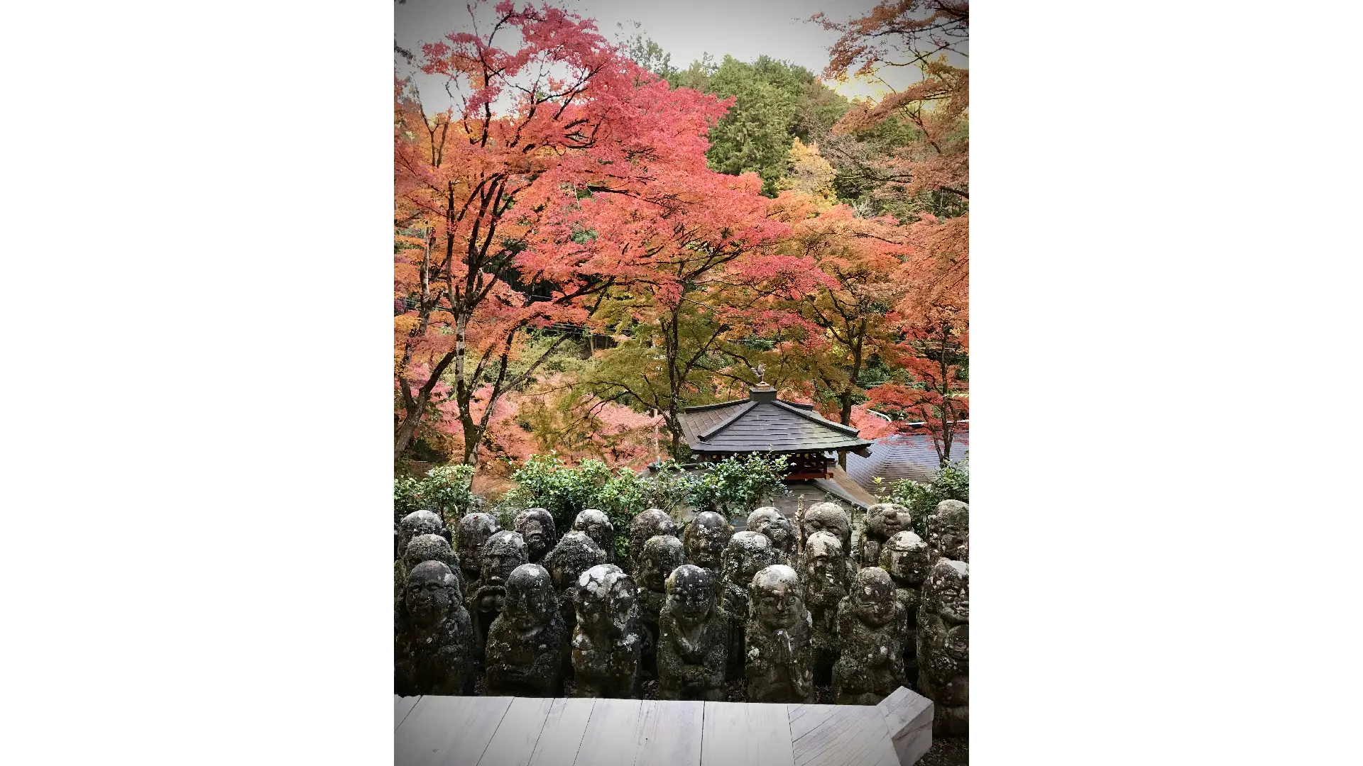 京都の紅葉情報【2025】 - ウェザーニュース