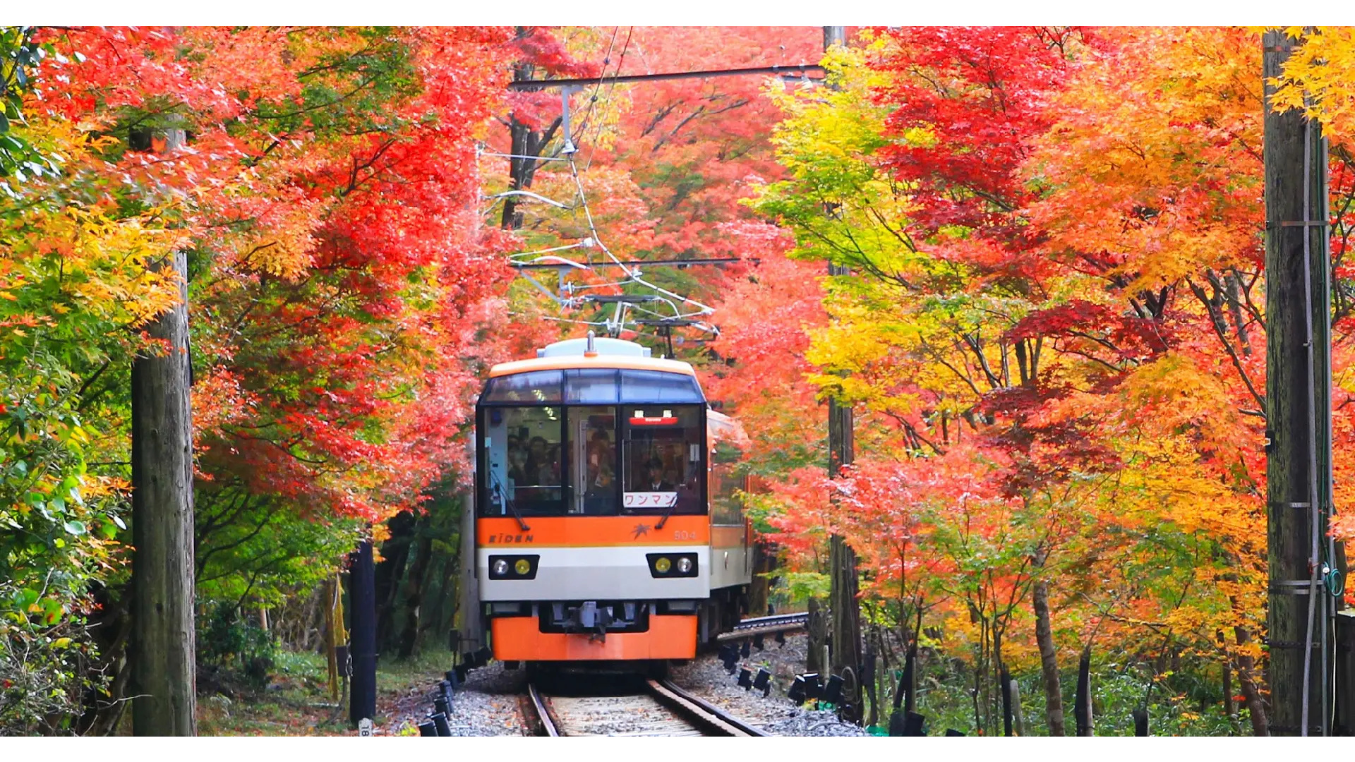 叡山電車 もみじのトンネルの紅葉情報【2025】 - ウェザーニュース