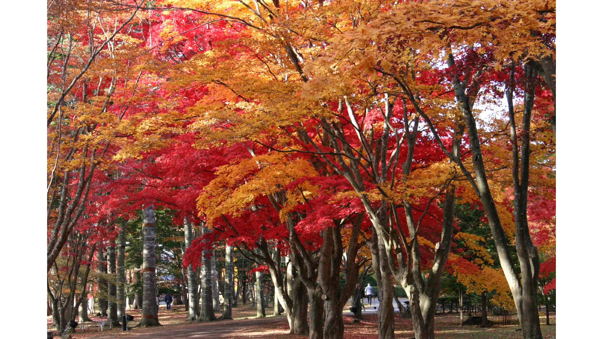 旧岩船氏庭園（香雪園）の紅葉情報【2025】 - ウェザーニュース