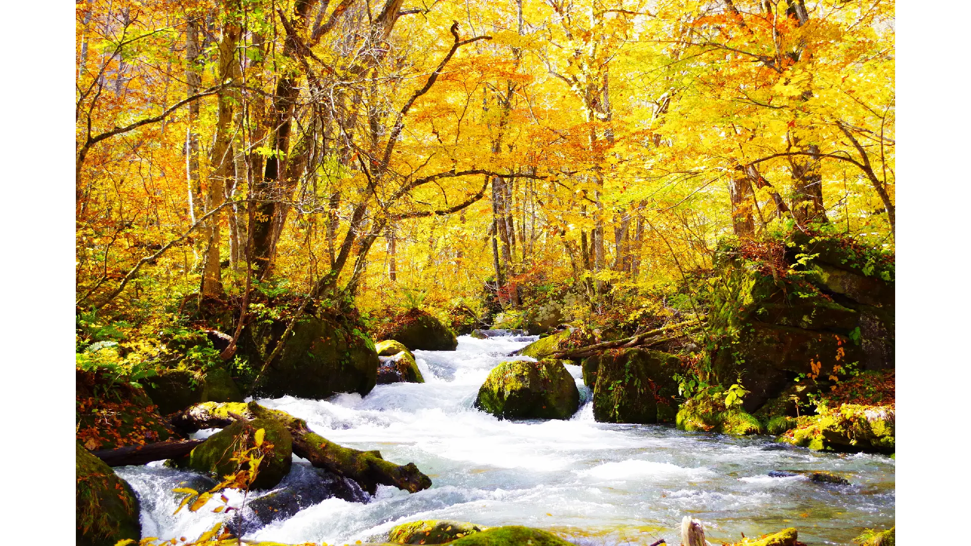 奥入瀬渓流の紅葉情報【2025】 - ウェザーニュース