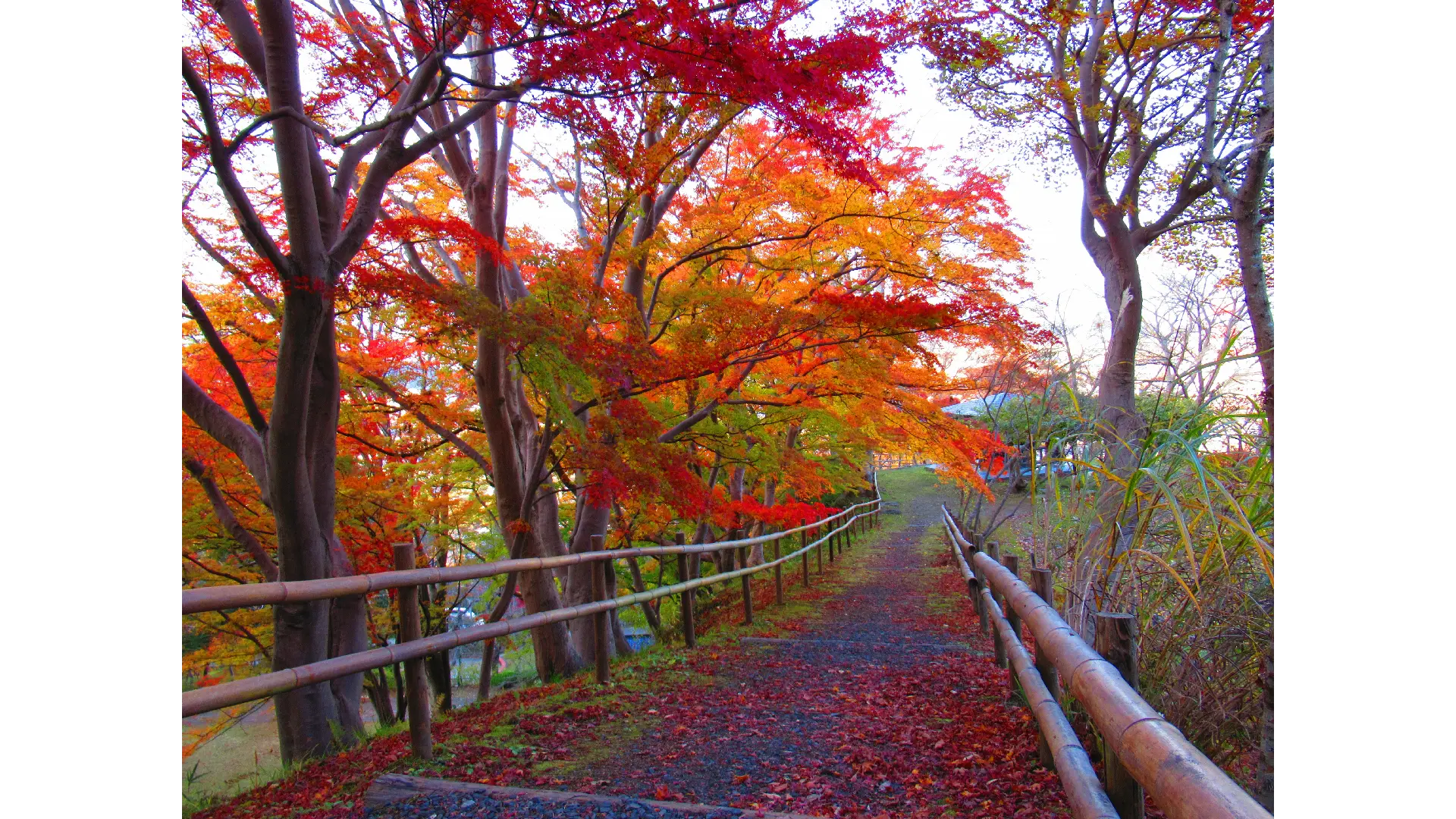 釣山公園の紅葉情報【2025】 - ウェザーニュース