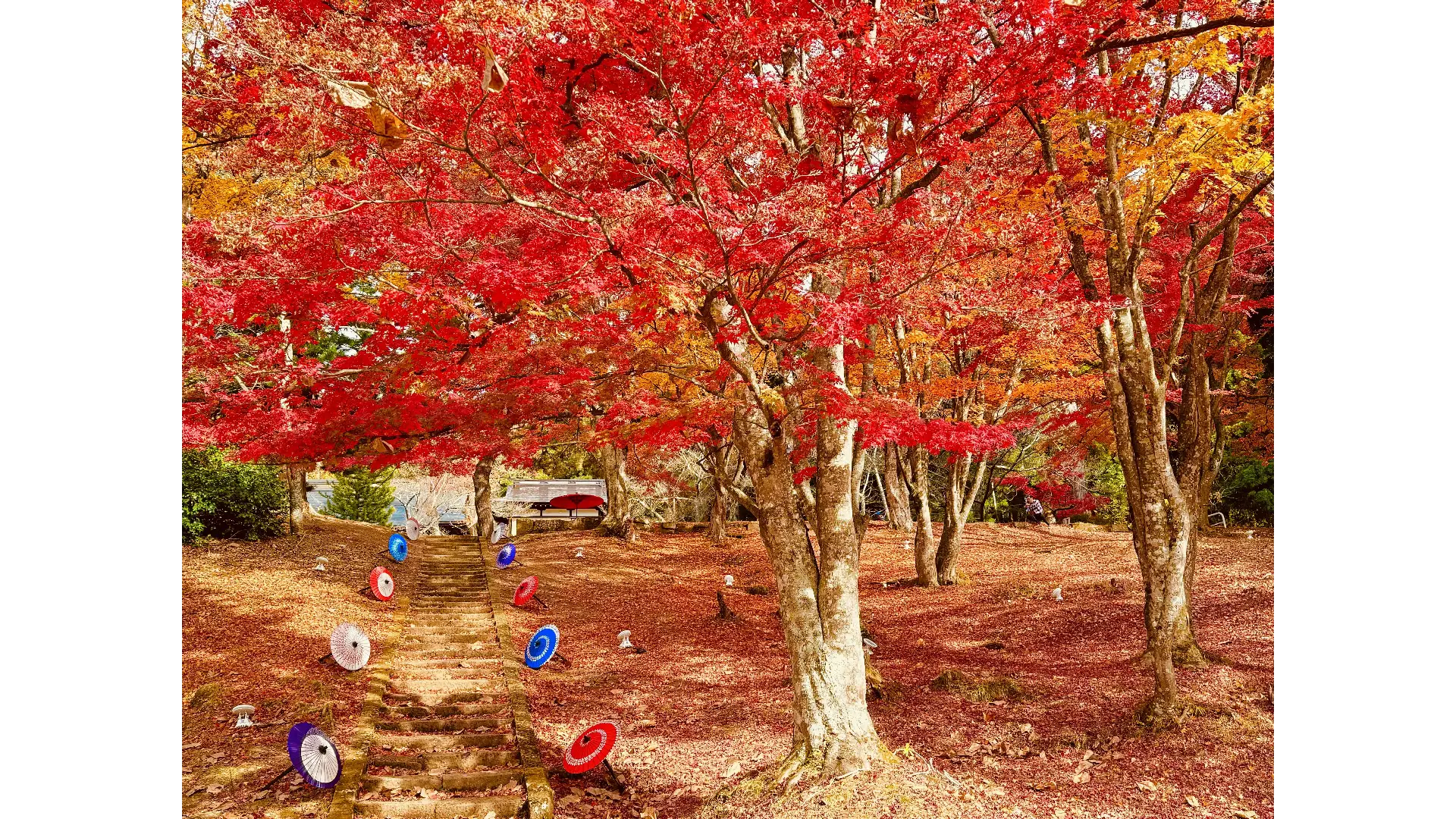 土津神社の紅葉情報【2025】 - ウェザーニュース