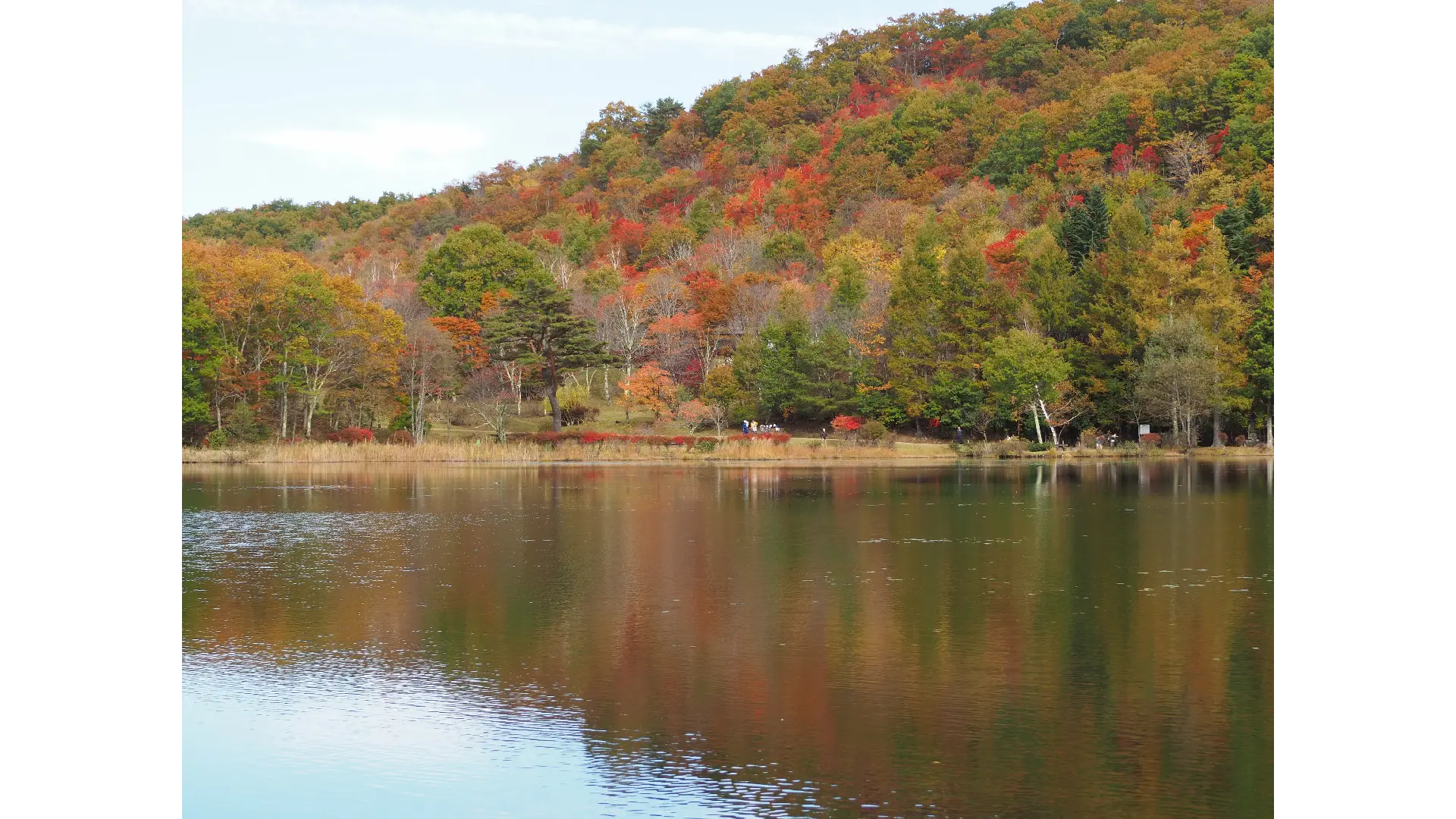 観音沼森林公園の紅葉情報【2025】 - ウェザーニュース