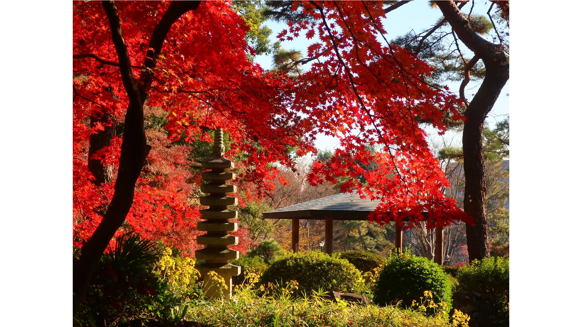 月の石もみじ公園(上長瀞)の紅葉情報【2025】 - ウェザーニュース