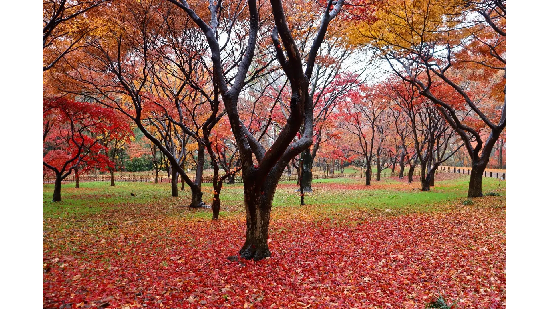 神代植物公園の紅葉情報【2025】 - ウェザーニュース