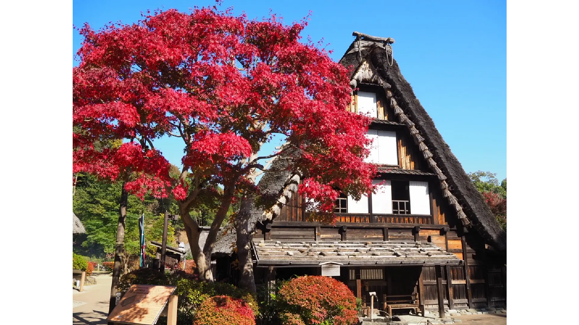 川崎市立日本民家園の紅葉情報【2025】 - ウェザーニュース