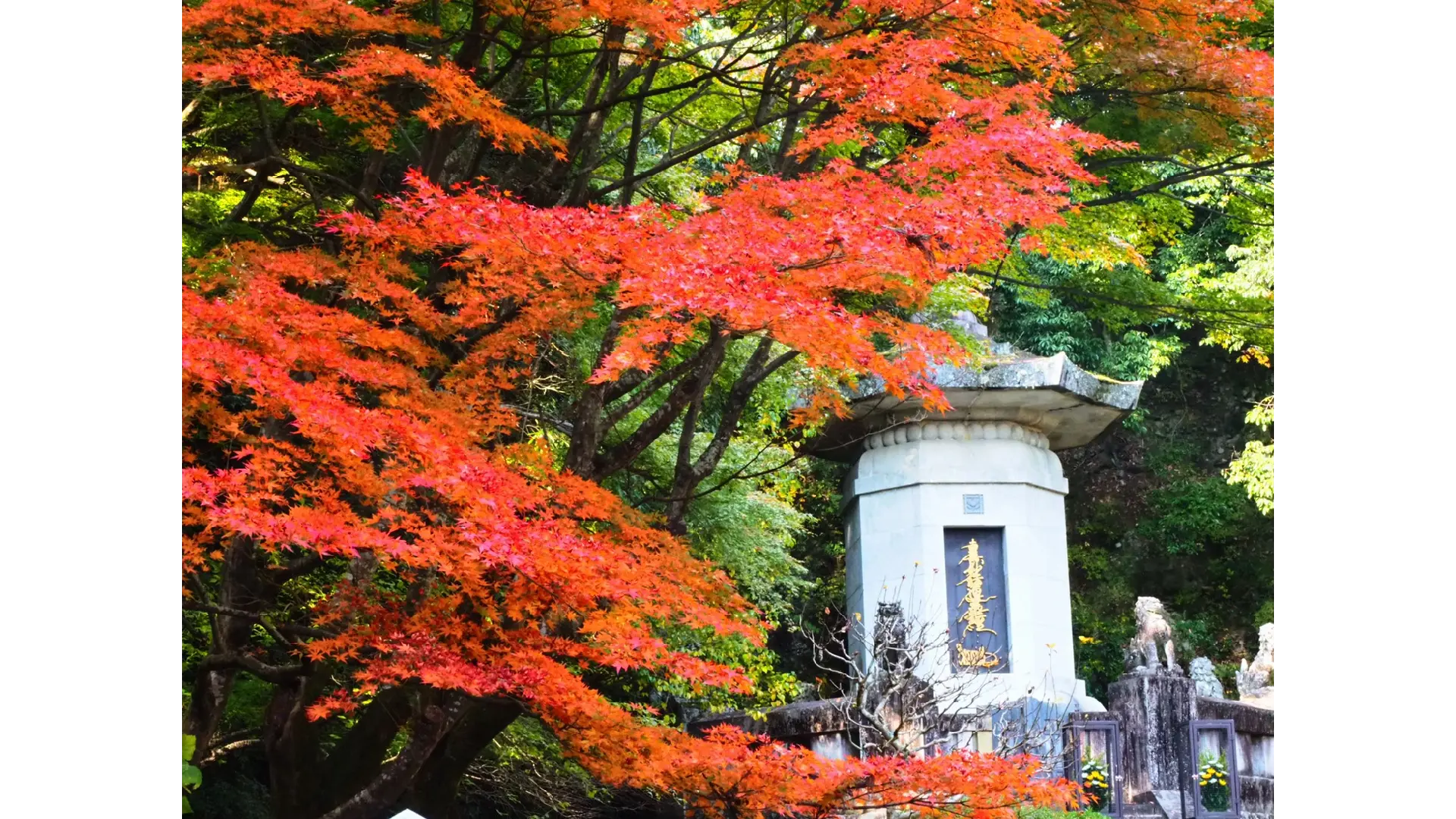 紅葉台の紅葉情報【2025】 - ウェザーニュース