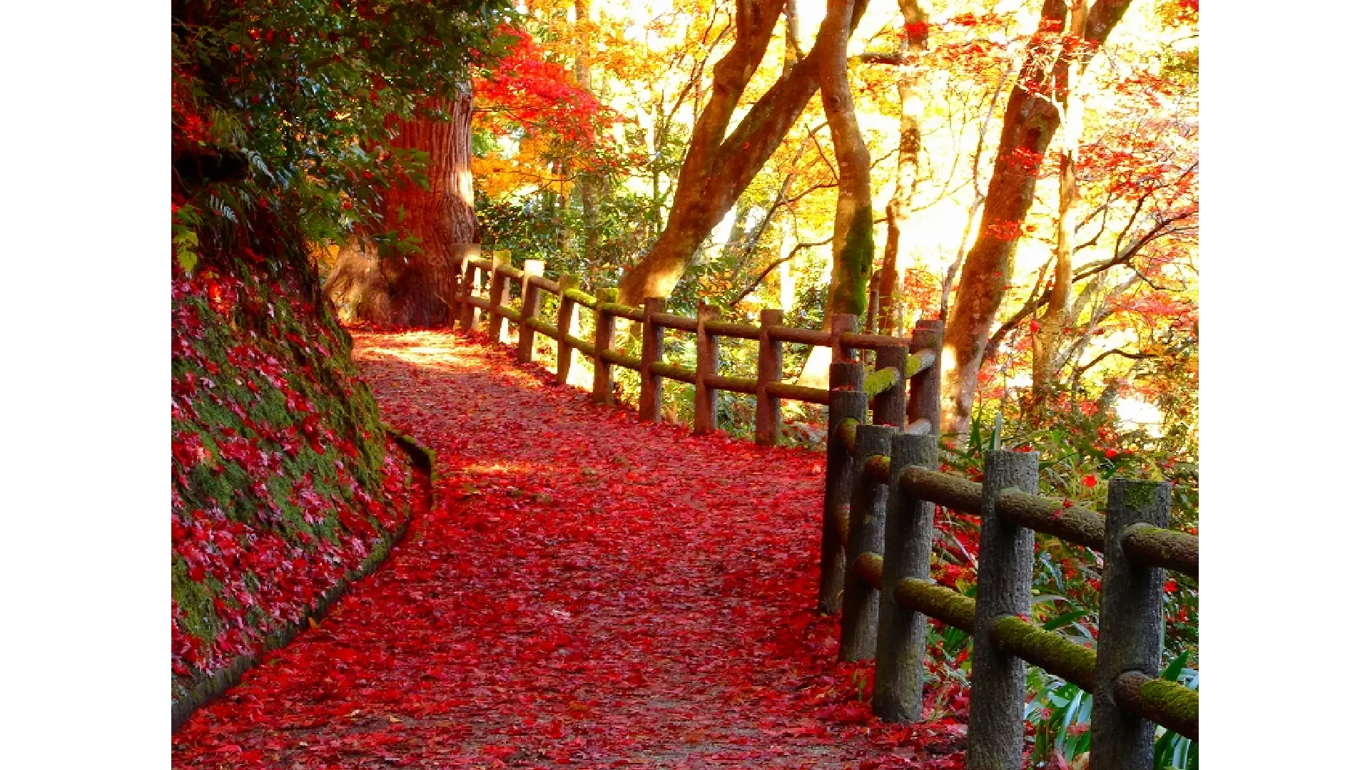 秋山郷(新潟側)の紅葉情報【2025】 - ウェザーニュース