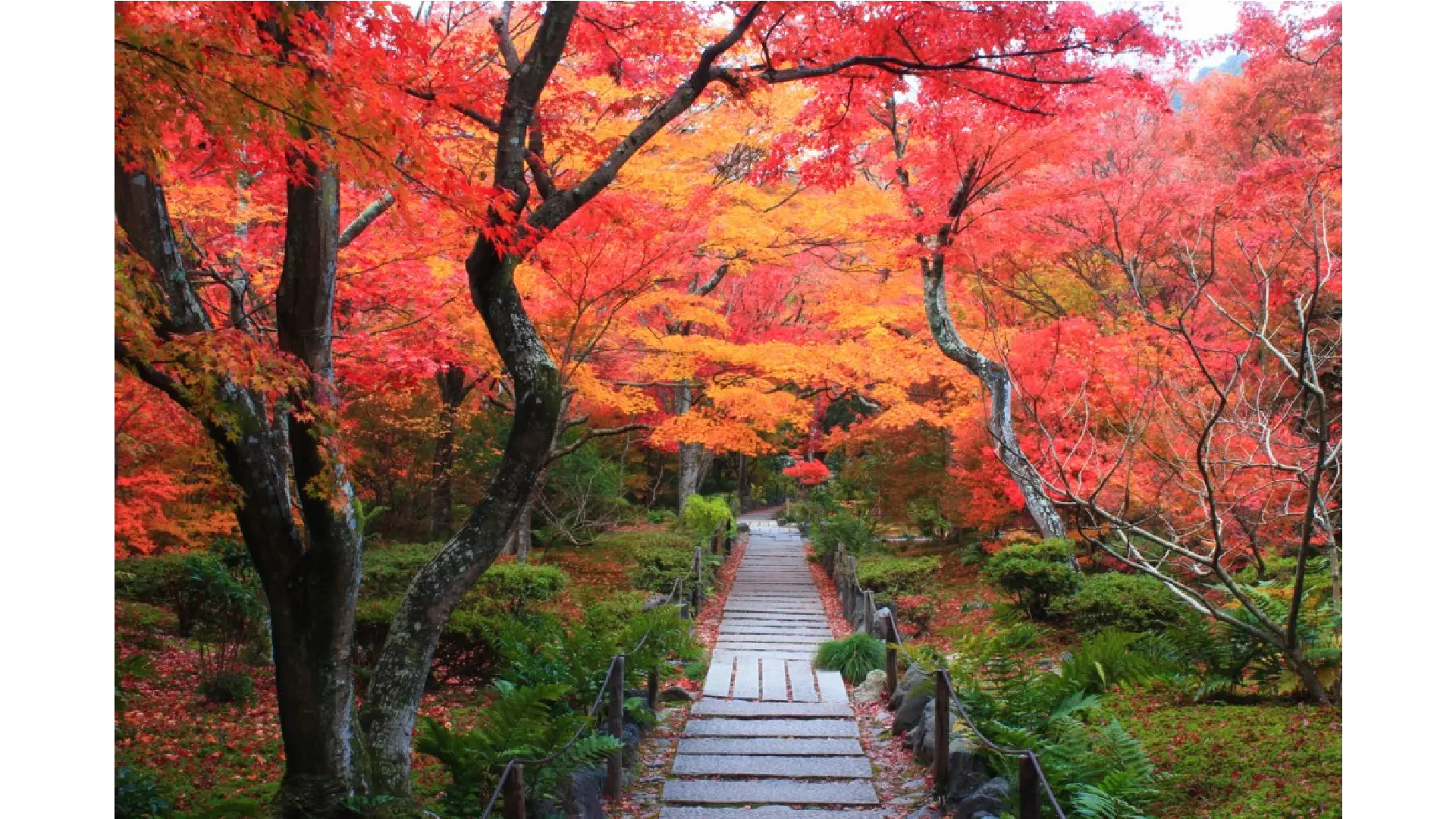 宝筐院(嵯峨野)の紅葉情報【2025】 - ウェザーニュース