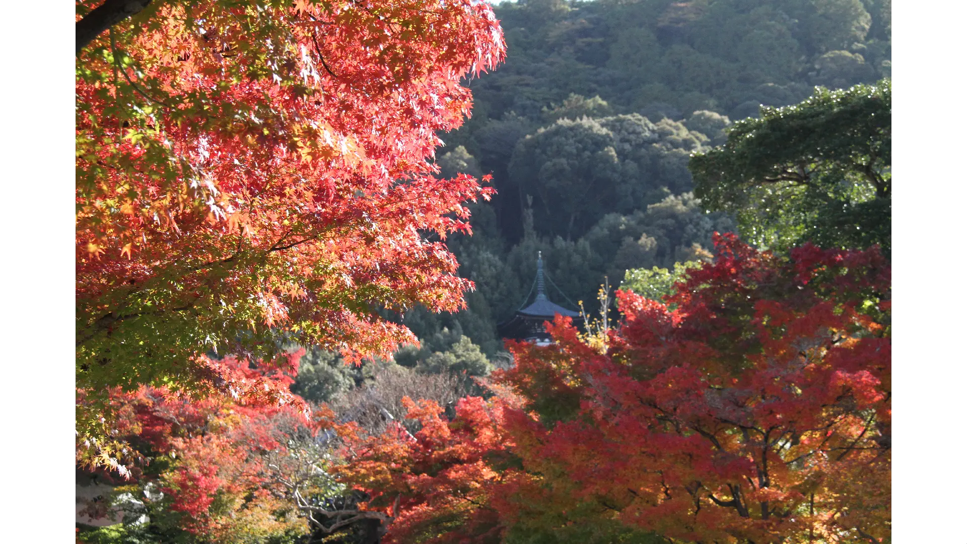 京都の紅葉情報【2025】 - ウェザーニュース