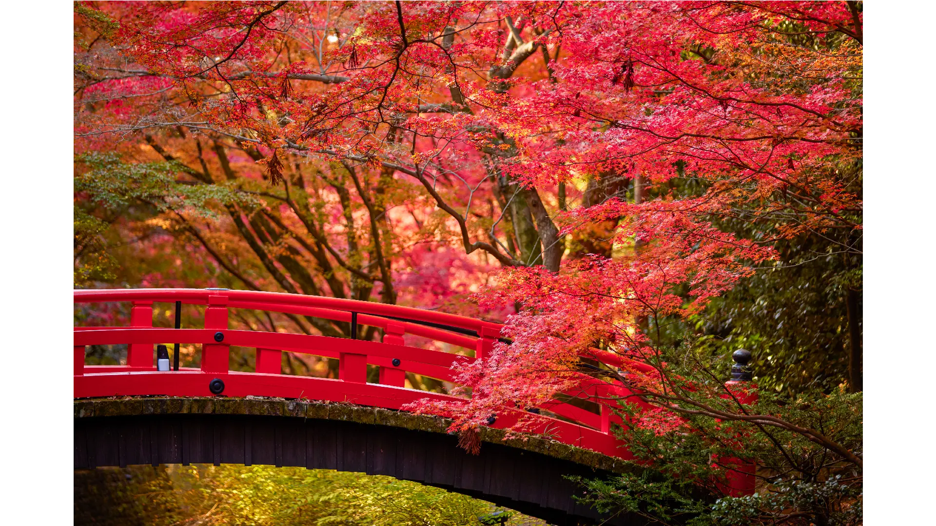 京都の紅葉情報【2025】 - ウェザーニュース