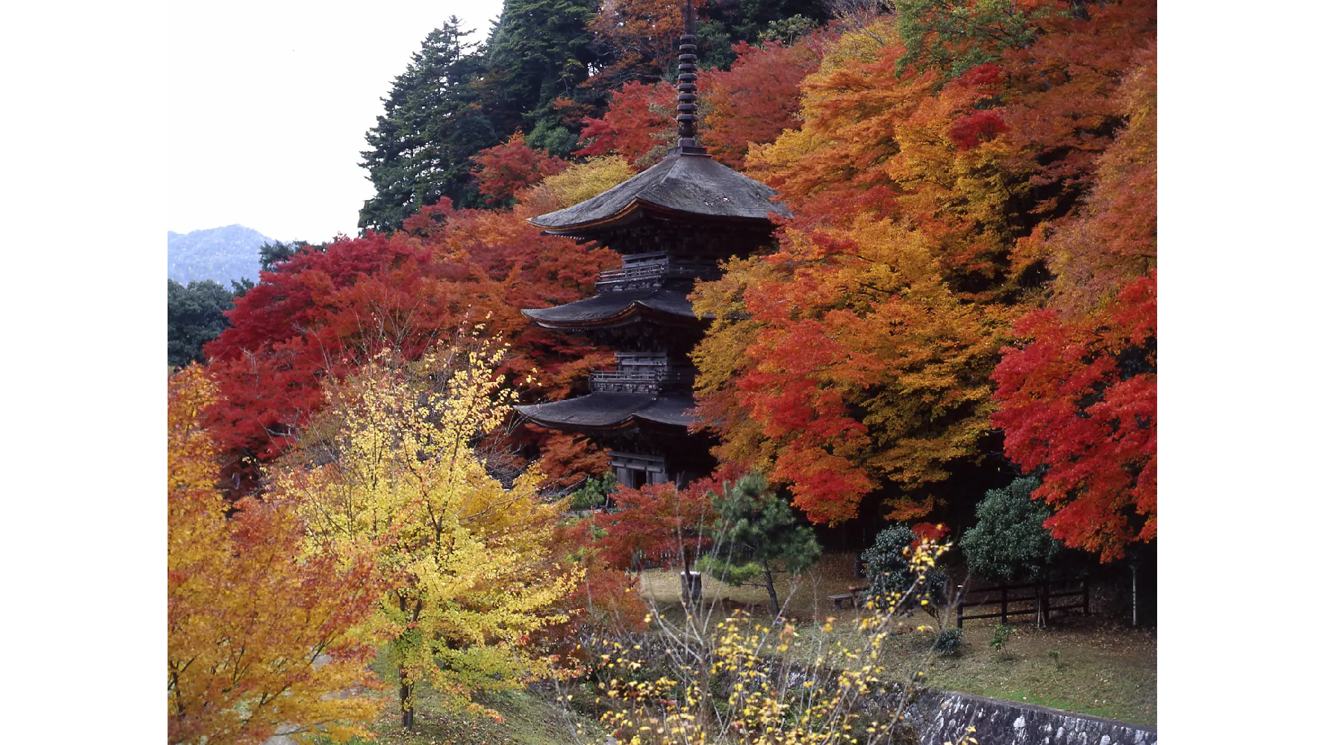 金剛院の紅葉情報【2025】 - ウェザーニュース