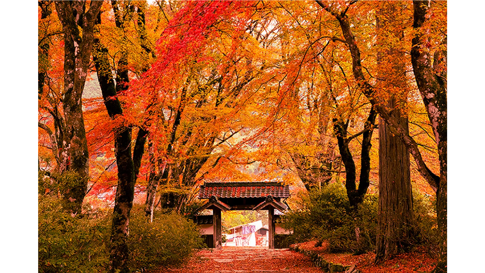 Autumn Shrine in Japan