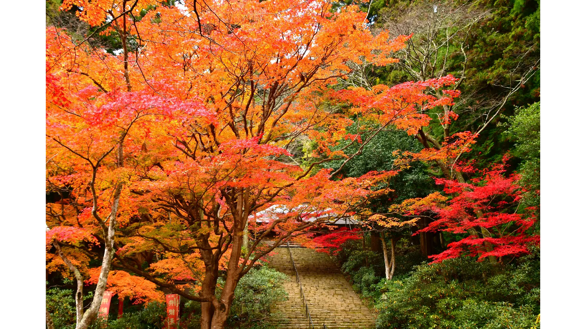 千本裕三、【紅葉の境内（談山神社）】、希少な大判額装用画集より、美品、日本人画家 吉野山(中千本)の紅葉情報【2025】 - ウェザーニュース