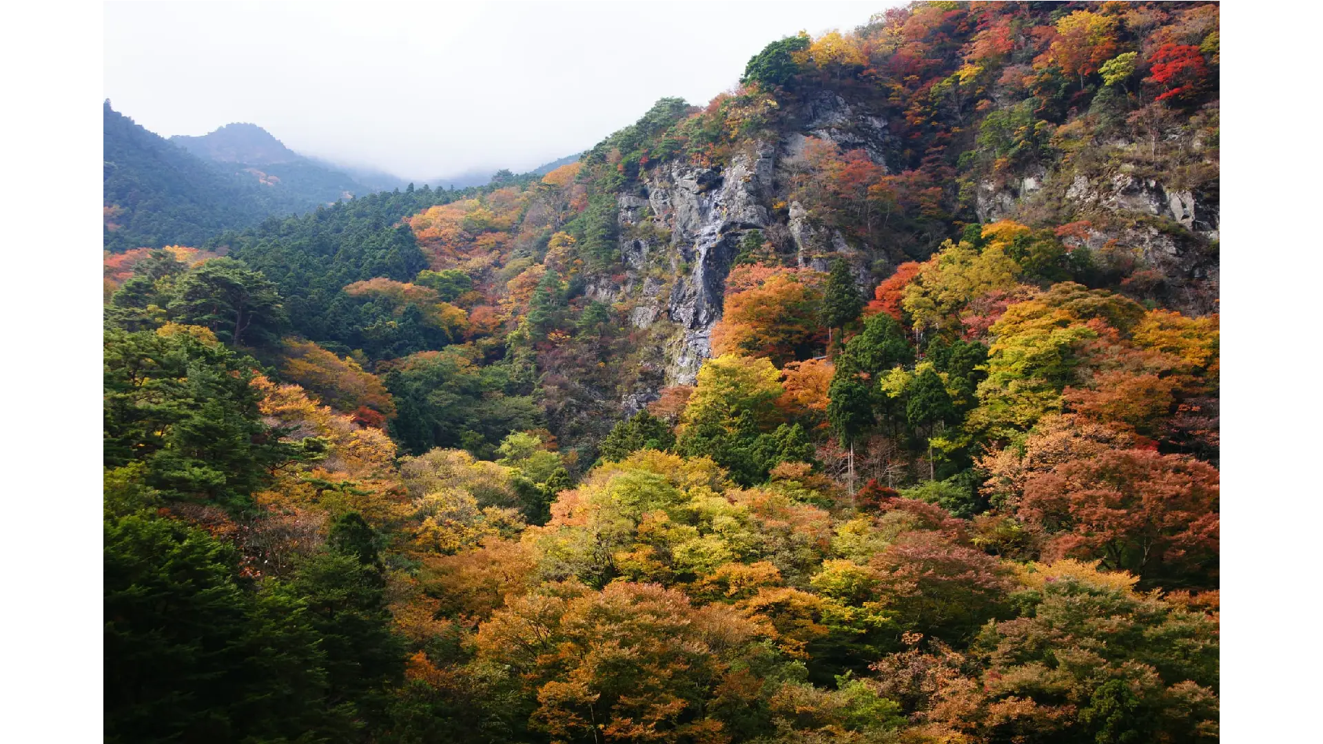 別子ラインの紅葉情報【2025】 - ウェザーニュース