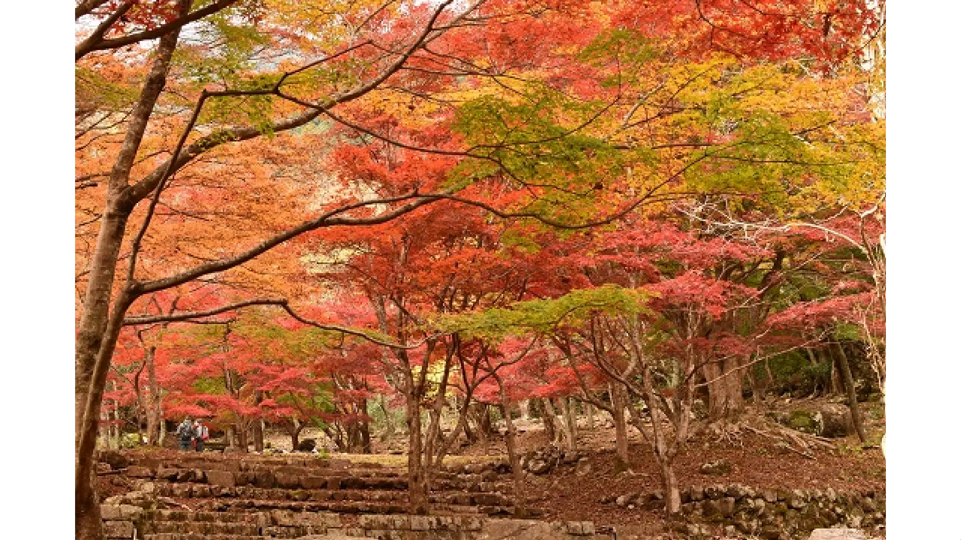 滑床渓谷の紅葉情報【2025】 - ウェザーニュース