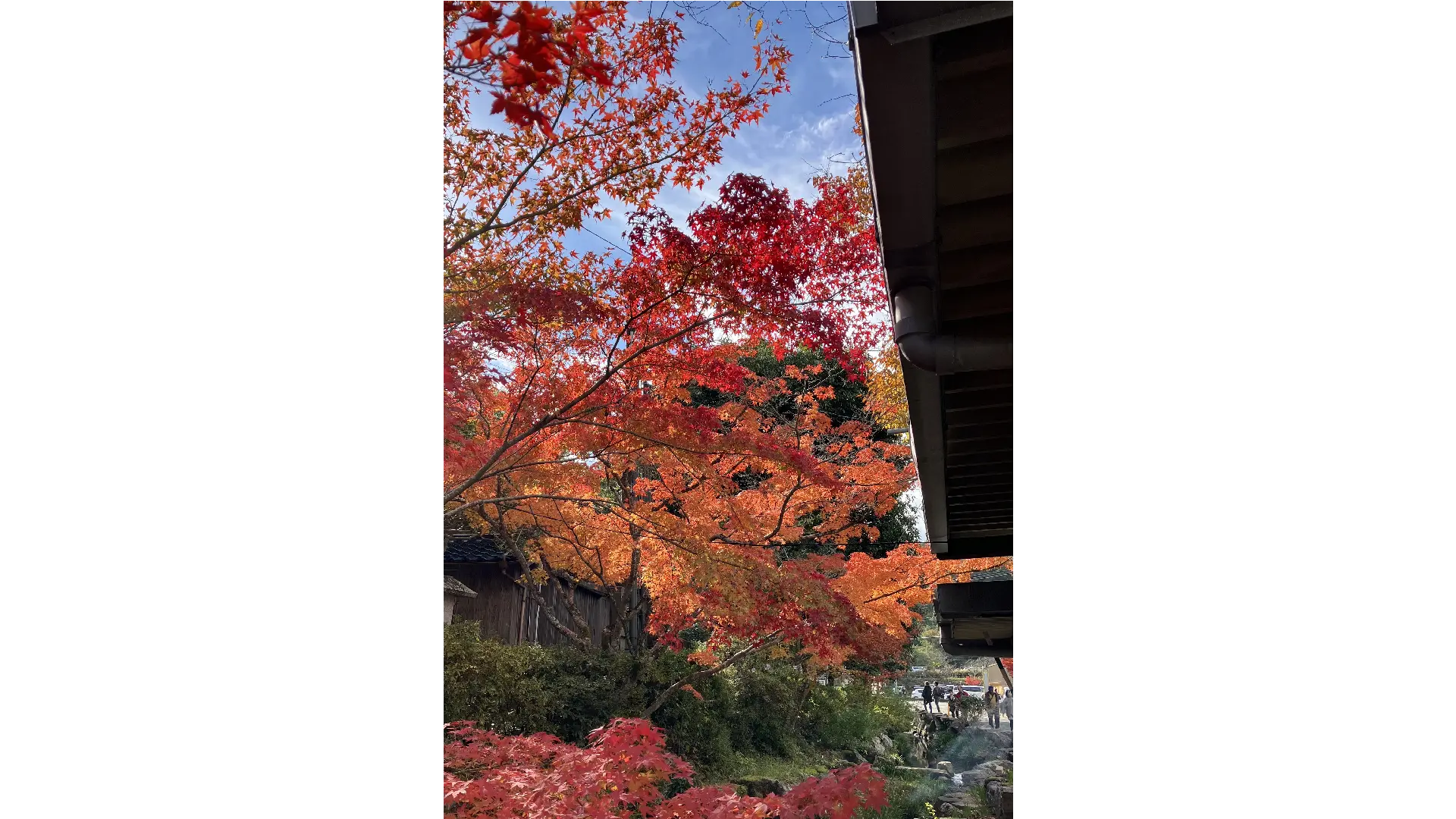 龍蔵寺の紅葉情報【2025】 - ウェザーニュース