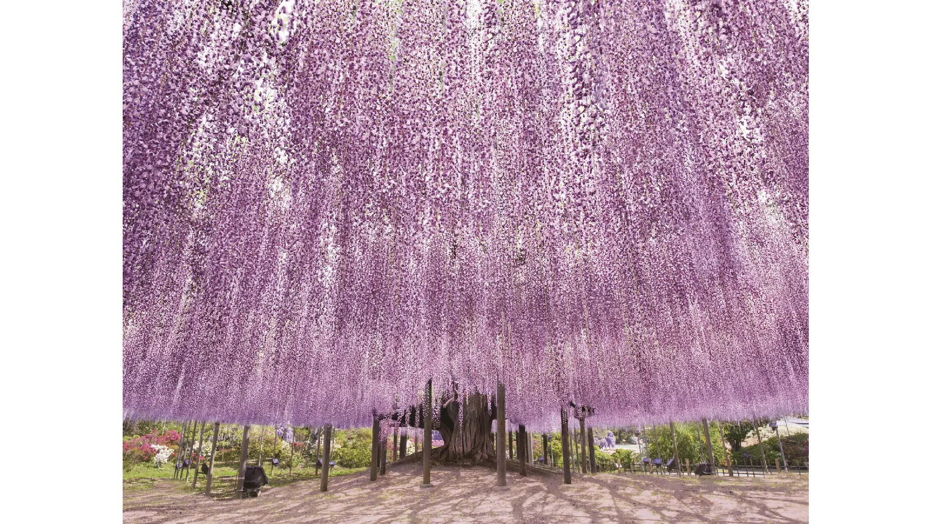 当時のメディア報道・掲載写真