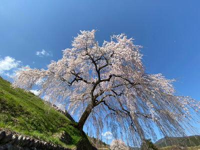 桜満開 桜開花・満開 名所の天気情報 2025 - 日本気象協会 tenki.jp