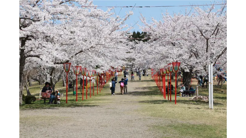早掛沼公園の花見・桜情報【2025】｜ウェザーニュース