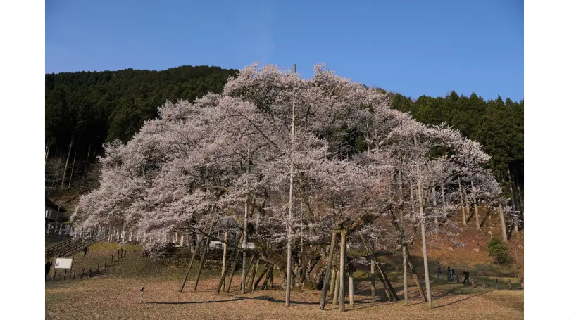 根尾の淡墨桜‼️値段交渉OK です‼️ 淡墨公園 （根尾谷淡墨桜）】アクセス・営業時間・料金情報