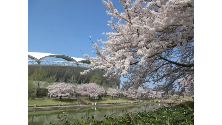 新潟県立鳥屋野潟公園(新潟県スポーツ公園)の花見・桜情報【2025