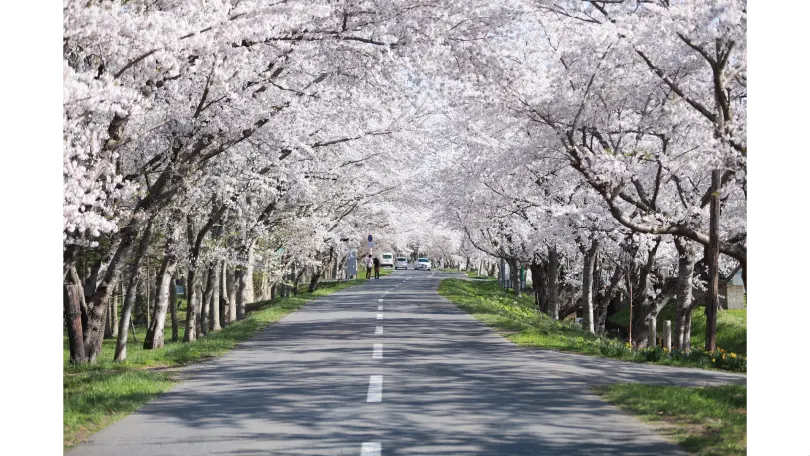 小川原湖公園の桜