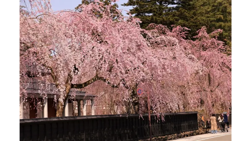水彩画原画 枝垂れ桜・角館 水彩画原画 枝垂れ桜・角館 61mglpWTVtL._UF350,350_QL50_.jpg
