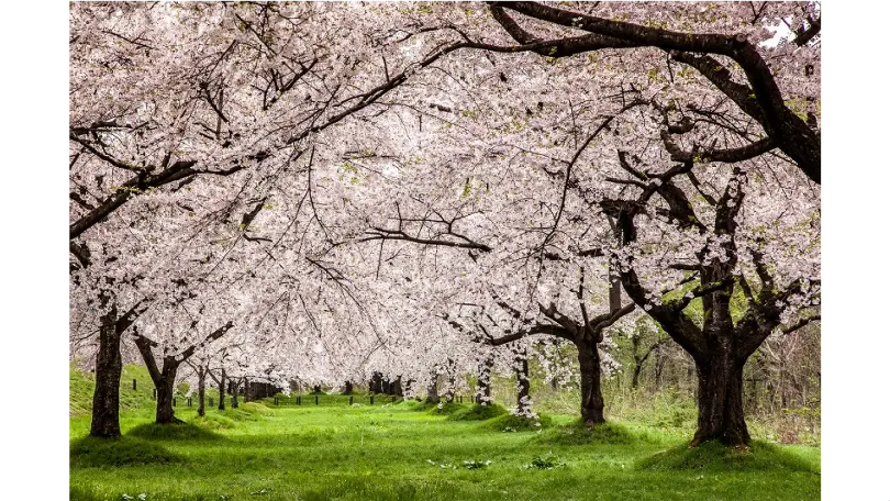 雫石川園地の桜並木の花見・桜情報【2025】｜ウェザーニュース