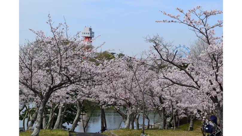 ときわ公園の花見・桜情報【2025】｜ウェザーニュース