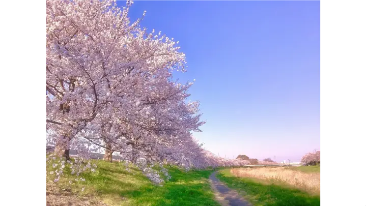 こだま千本桜の花見・桜情報【2025】｜ウェザーニュース