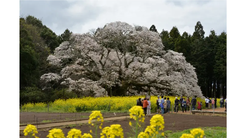 吉高の大桜の花見・桜情報【2025】｜ウェザーニュース