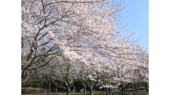 大庭城址公園の花見・桜情報【2025】｜ウェザーニュース