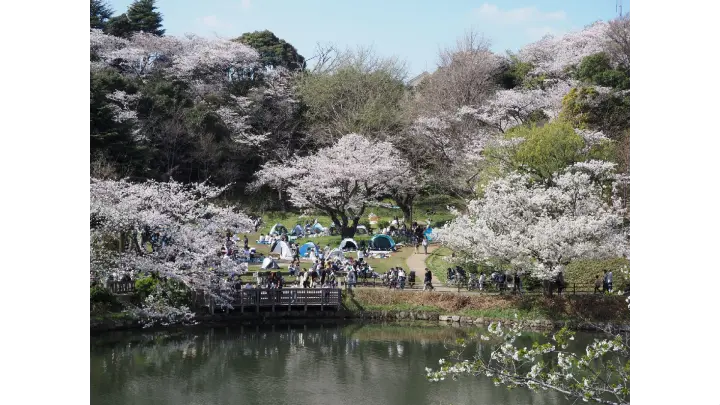 神奈川県立三ツ池公園の花見・桜情報【2025】｜ウェザーニュース