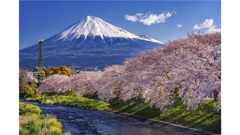 潤井川龍巌淵の花見・桜情報【2025】｜ウェザーニュース
