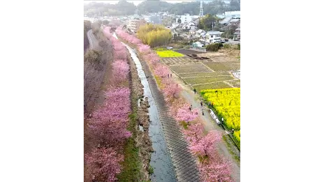 東大山(カワヅザクラ)の花見・桜情報【2025】｜ウェザーニュース